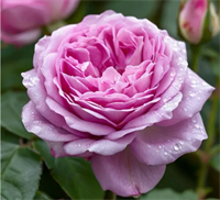 Роза Сапфир (Saphir) 3569