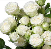 Роза Вайт Бомбастик (White Bombastic) 3940