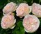 Роза Пастелло (Pastella) - фото 7988