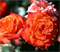 Роза Мандарино (Mandarin) - фото 8376