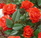 Роза Оранж Джувел (Orange Juwel) - фото 8674