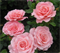 Роза Амстердам Пинк (Amsterdam Pink) 3755 Роза Амстердам Пинк (Amsterdam Pink) 3755