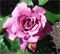 Роза Россион (Rossion) 3690