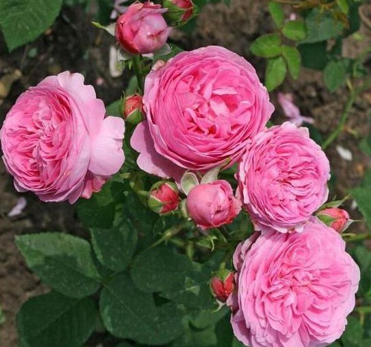 Роза Луис Одьер 1810 - фото 7231