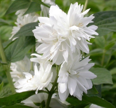 Чубушник (Жасмин) Минесота Сноуфлейк (Minnesota Snowflake) 2827 Чубушник (Жасмин) Минесота Сноуфлейк (Minnesota Snowflake) 2827