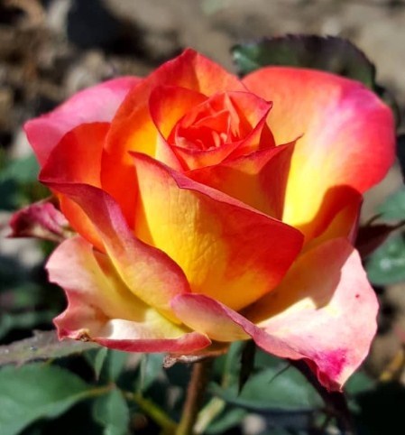 Роза Утопия 2288