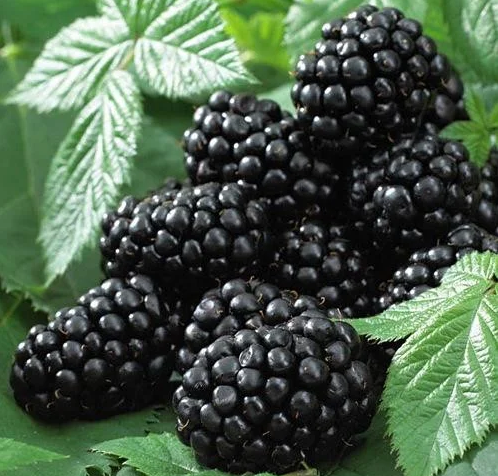 Ежевика Блэк Сатин (Black Satin) 3186 Ежевика Блэк Сатин (Black Satin) 3186