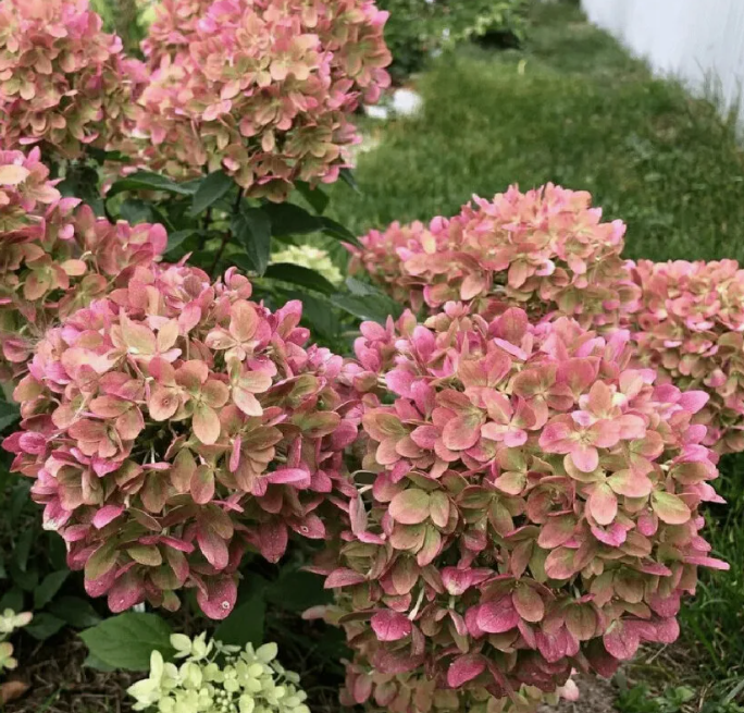 Гортензия метельчатая Пастель Грин (Pastelgreen) 3577 Гортензия метельчатая Пастель Грин (Pastelgreen) 3577