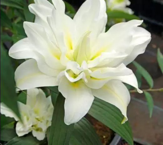 Лилия Роузлили Рамона (Roselily Ramona) Восточный махровый гибрид 14 - 16 3633