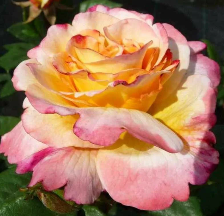 Роза Акварель (Aquarell) 3248