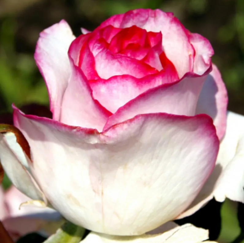 Роза Белла Вита (Bella Vita) 1791