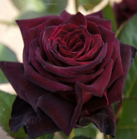 Роза Блек Баккара (Black Baccara) 2272 - фото 9064