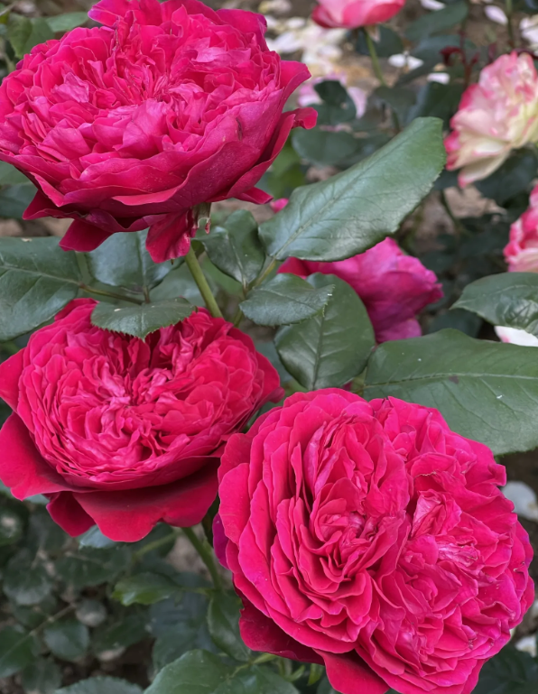 Роза Дарси Бассел (Darcey Bussell) 3209 - фото 9078