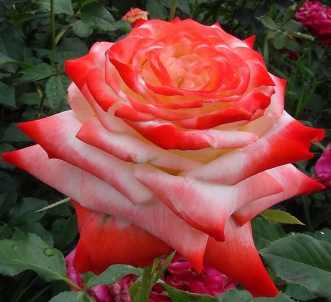 Роза Императрица Фарах (Imperatrice Farah) 2306