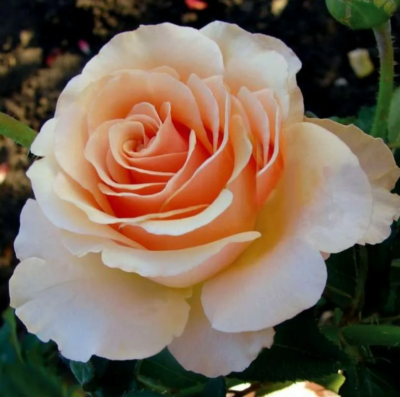Роза Примадонна  (Prima Donna) 3501 - фото 9148
