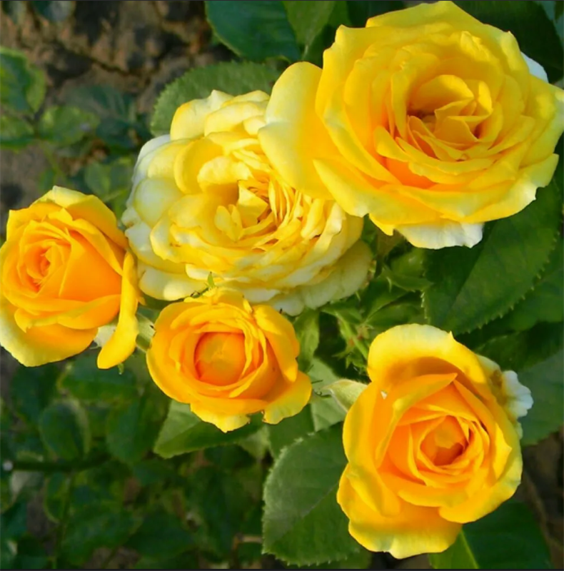 Роза Йеллоу Бейби (Yellow Babe) 3695 - фото 9161