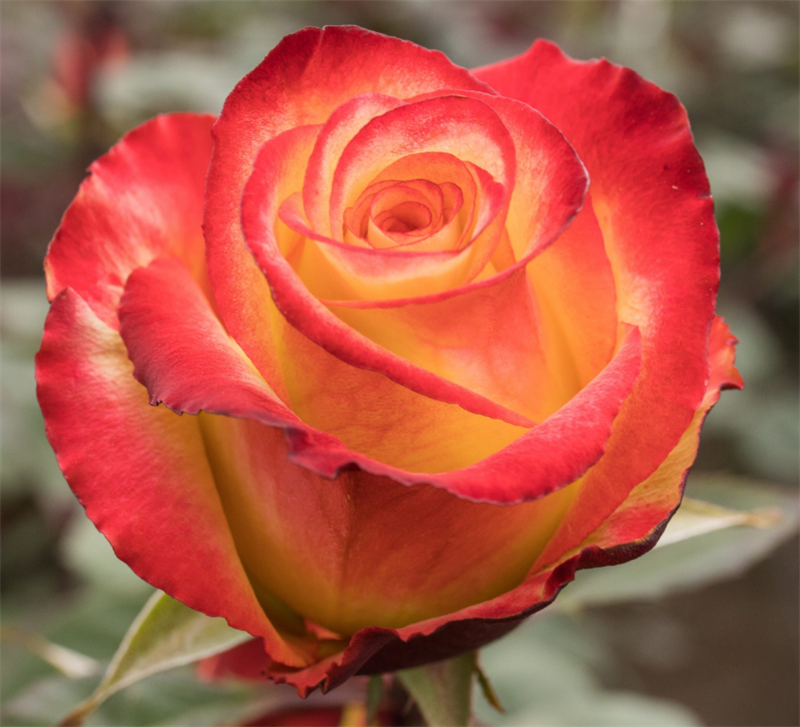 Роза Хай Меджик (High Magic) 1746