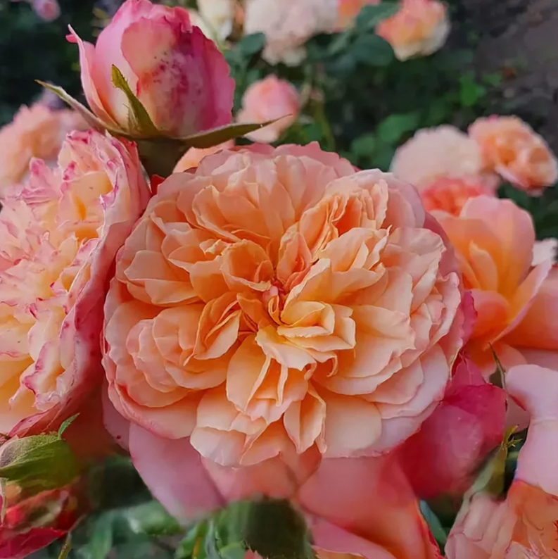 Роза Эдит (Edit) 3436 - фото 9204