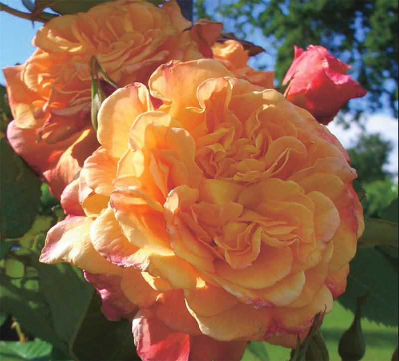 Роза Алоха (Aloha) 3728 - фото 9261
