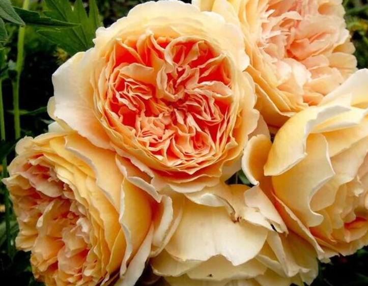 Роза Кроун Принцесс Маргарет (Crown Princess Margaretha) 3221 - фото 9317