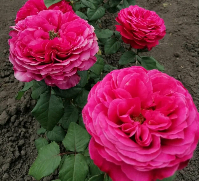 Роза Принцесса Киши (Princess Kishi) 3756