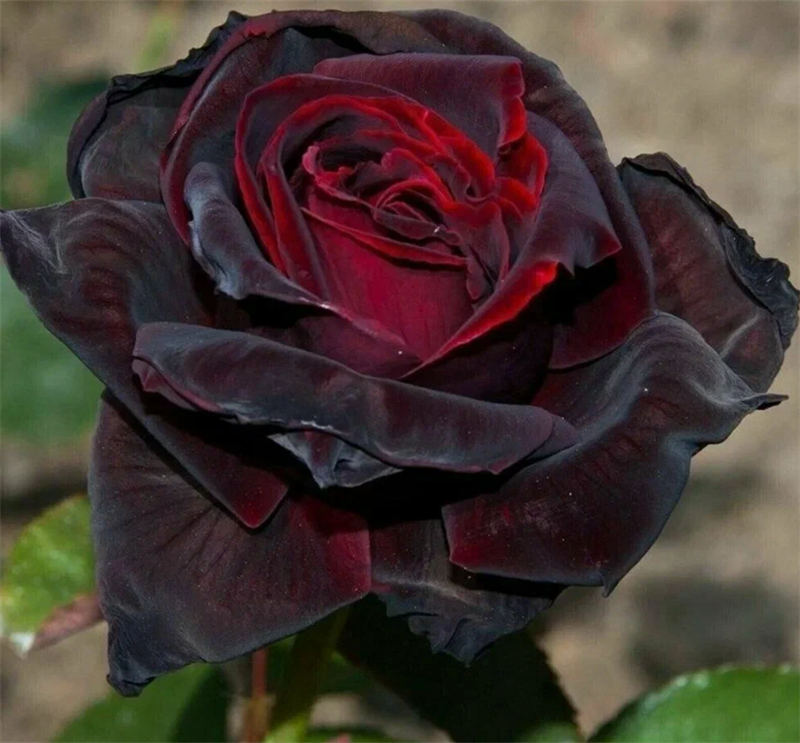 Роза Черный Принц (Black Prince) 3763 - фото 9342