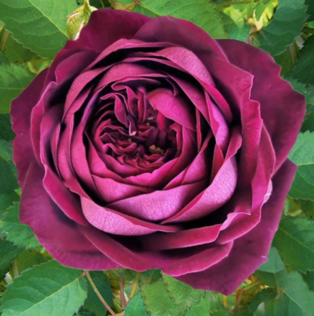 Роза Роял Палас (Royal Palace) 3804