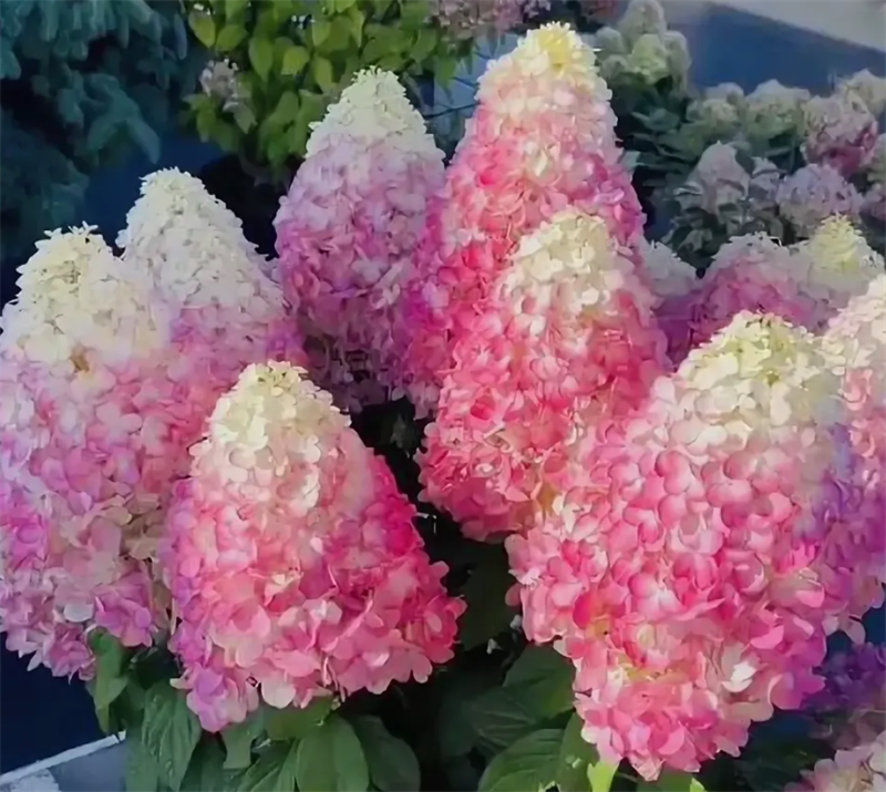 Гортензия метельчатая Сандей Фрейз (Sundae Fraise) 3025 Гортензия метельчатая Сандей Фрейз (Sundae Fraise) 3025