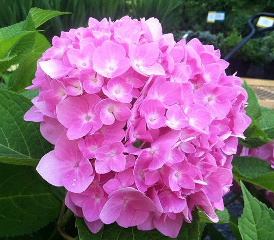 Гортензия крупнолистная Форевер энд Эва Пинк (Forever & Ever Pink) 3806 Гортензия крупнолистная Форевер энд Эва Пинк (Forever & Ever Pink) 3806