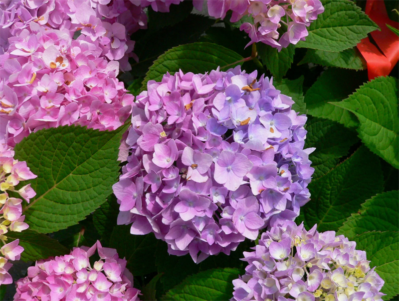 Гортензия крупнолистная Бесконечное лето (Endless Summer Original) 3807
