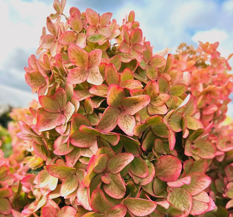 Гортензия метельчатая Металлика (Metallica) 3808 Гортензия метельчатая Металлика (Metallica) 3808