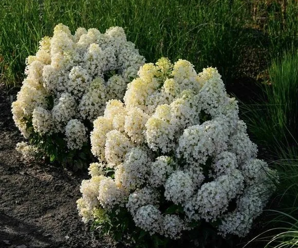 Гортензия метельчатая Милк энд Хани (Milk & Honey) 3810 Гортензия метельчатая Милк энд Хани (Milk & Honey) 3810