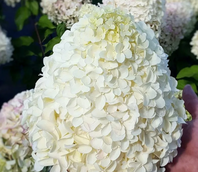 Гортензия метельчатая Геркулес (Hercules) 3811 Гортензия метельчатая Геркулес (Hercules) 3811