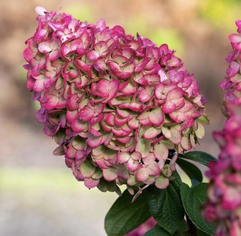 Гортензия метельчатая Колорфул Коктейль (Colorful Cocktail) 3812 Гортензия метельчатая Колорфул Коктейль (Colorful Cocktail) 3812