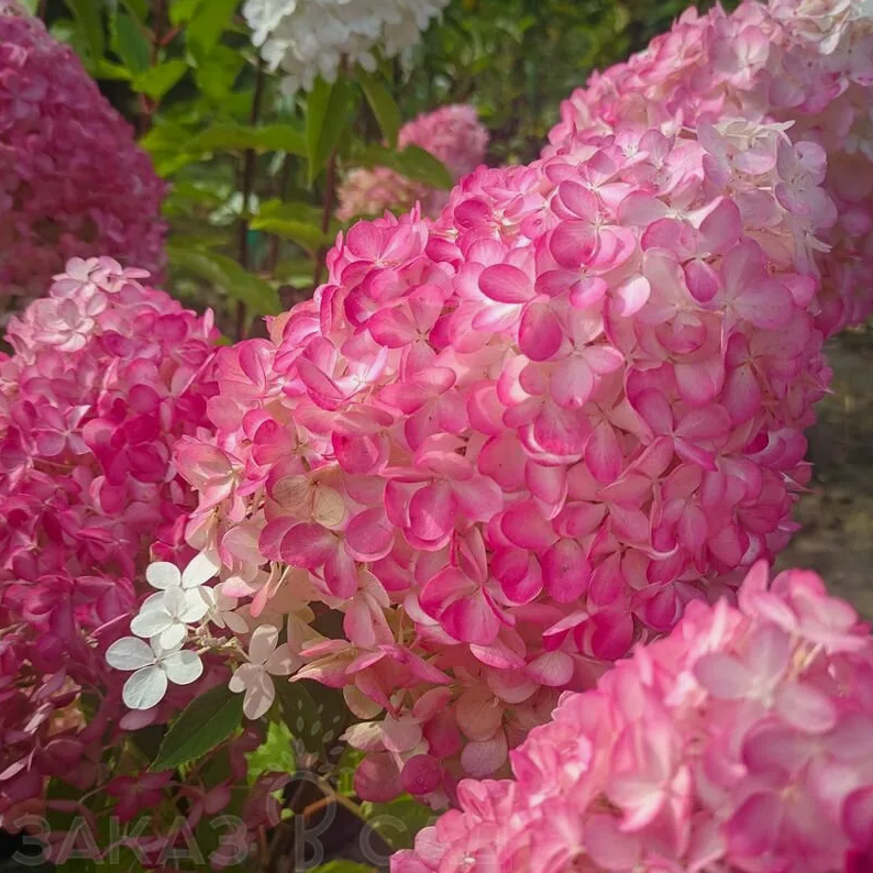 Гортензия метельчатая Пинк энд Роуз (Pink & Rose) 3813 Гортензия метельчатая Пинк энд Роуз (Pink & Rose) 3813