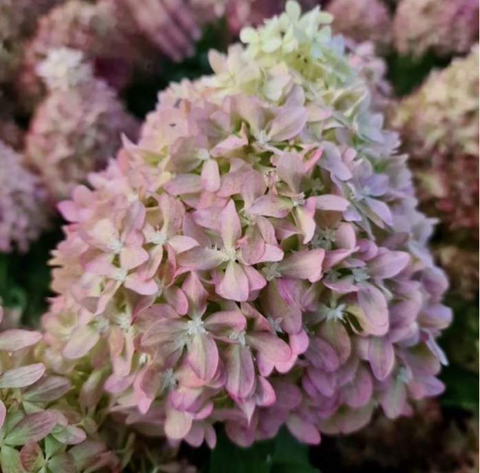 Гортензия метельчатая Пиксио (Pixio) 3815 Гортензия метельчатая Пиксио (Pixio) 3815