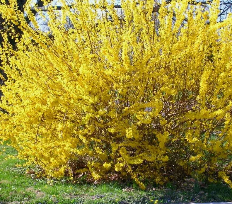 Форзиция Уик Энд (Weekend) 3817 Форзиция Уик Энд (Weekend) 3817