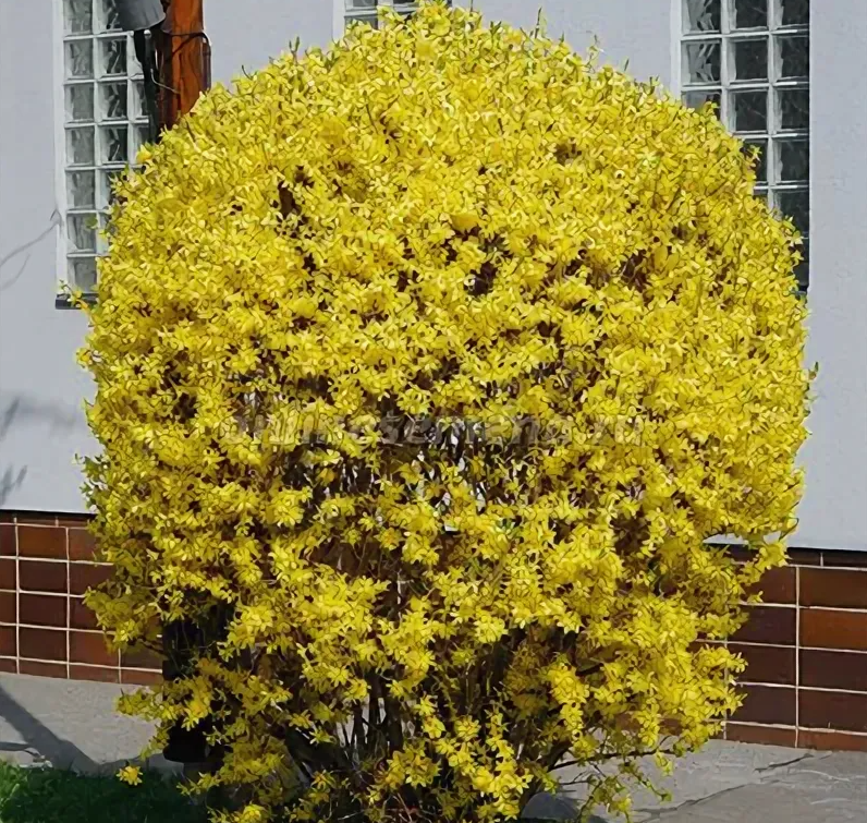 Форзиция Норзен Сан (Northen Sun) 3819