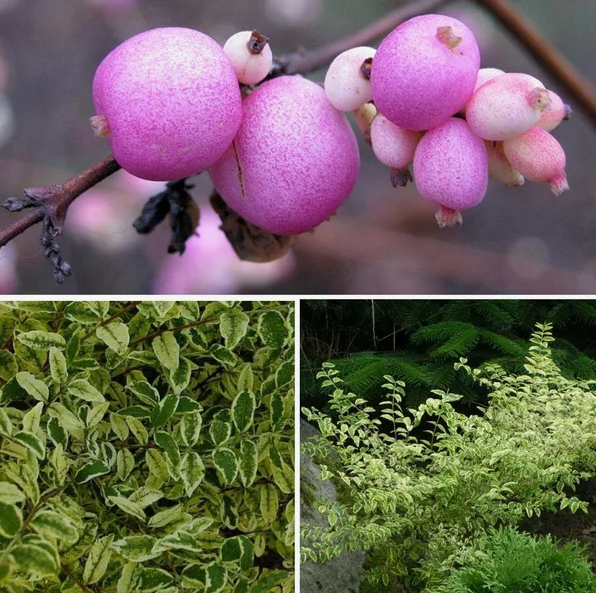 Снежноягодник Фолиис Вариегатис (Foliis Variegatis) 3820 Снежноягодник Фолиис Вариегатис (Foliis Variegatis) 3820