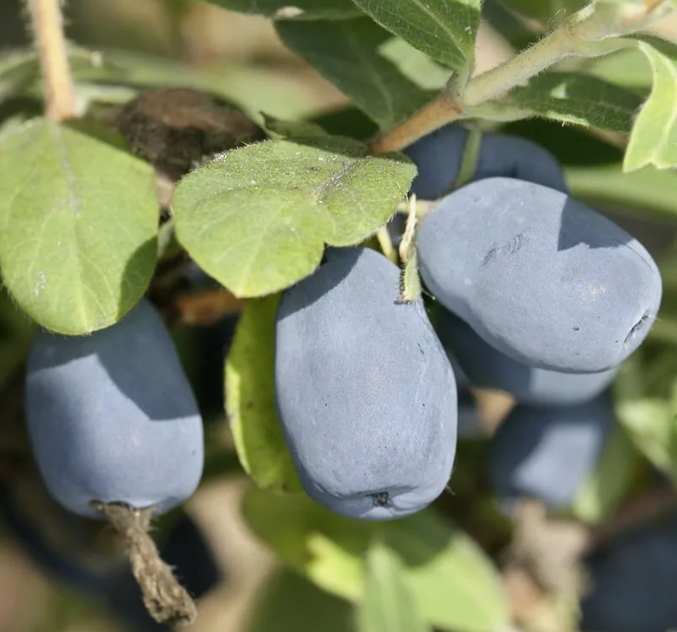 Жимолость Канадская Индиго Джем (Indigo Gem) 3821