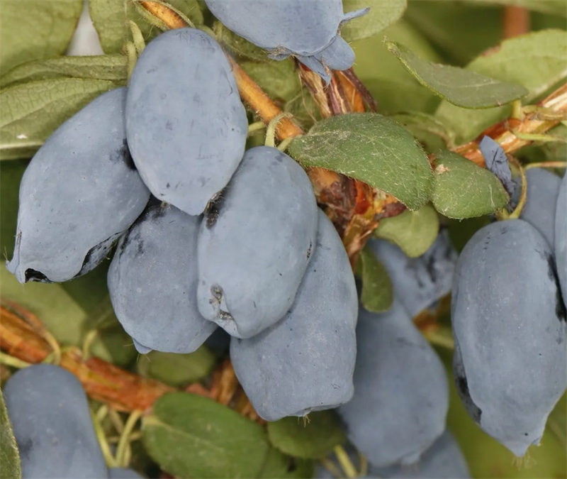 Жимолость Канадская Бореал Близзард (Boreal Blizzard) 3822 Жимолость Канадская Бореал Близзард (Boreal Blizzard) 3822