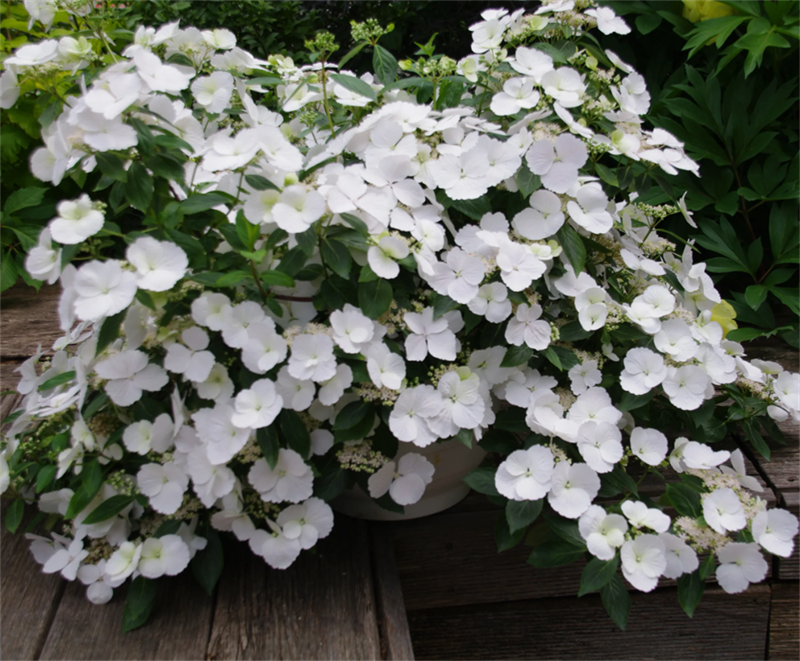 Гортензия ампельная Сбежавшая невеста (Runaway Bride) 0,8 л 3825