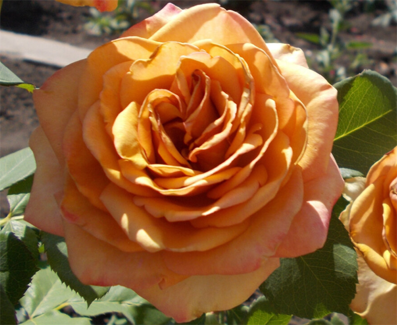 Роза Марракеш (Marrakech) 3520