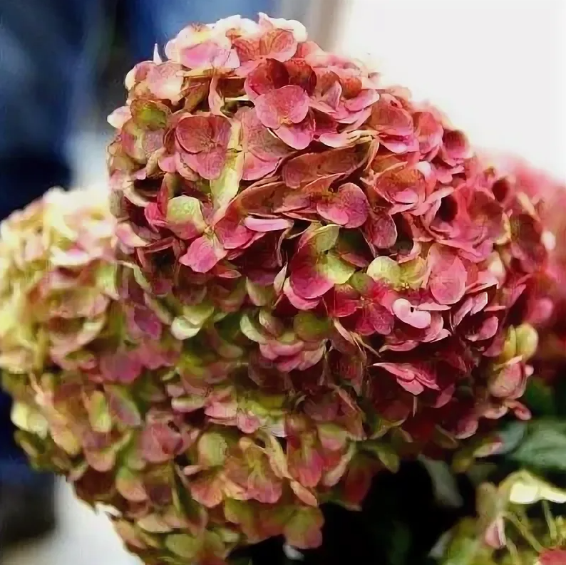 Гортензия Граффити (Graffiti) 3826