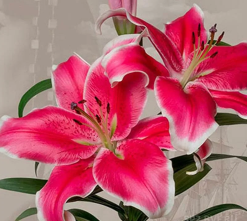 Лилия Эль Капитан (El Capitan) ОТ-гибрид 12 - 14 3827