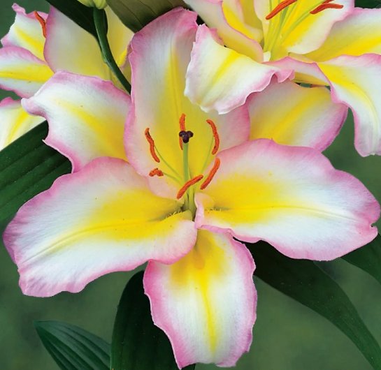 Лилия Капитан Триколор (Capitan Tricolor) Восточный гибрид 12 - 14 3828