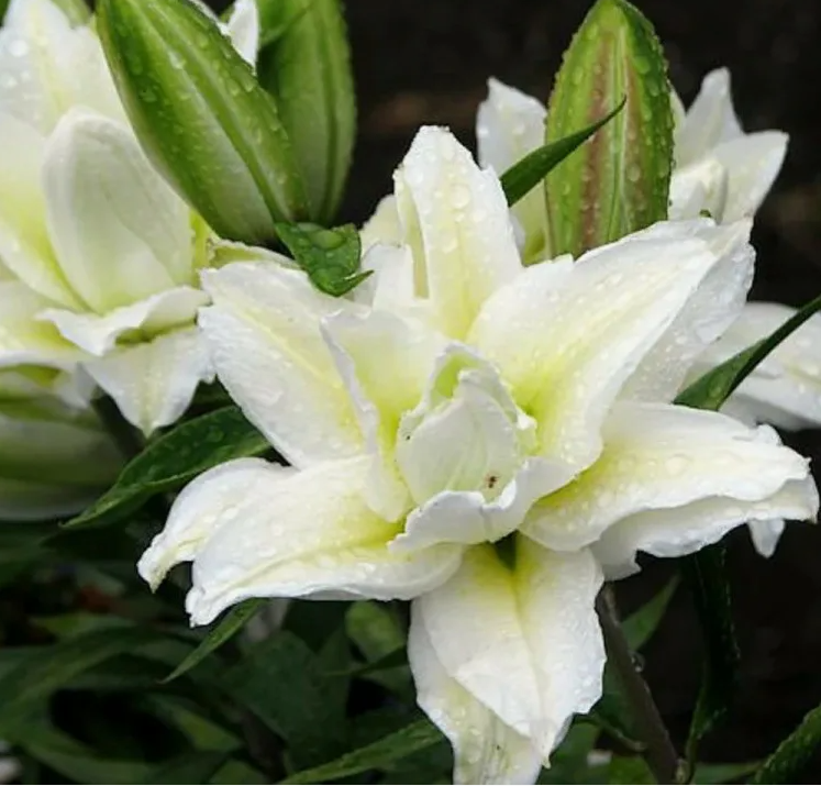 Лилия Роузлили Рамона (Roselily Ramona) Восточный махровый гибрид 10 - 12 3829