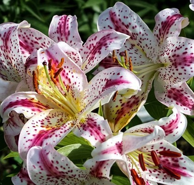 Лилия Солюшн (Solution) Восточный гибрид 12 - 14 3830