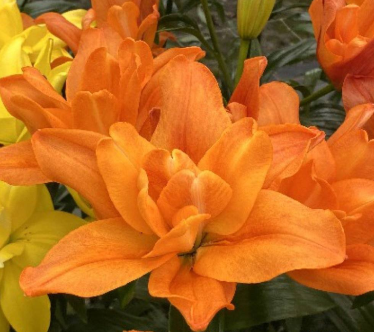 Лилия Дьюс (Deuce) ЛА-гибрид 12 - 14 3832