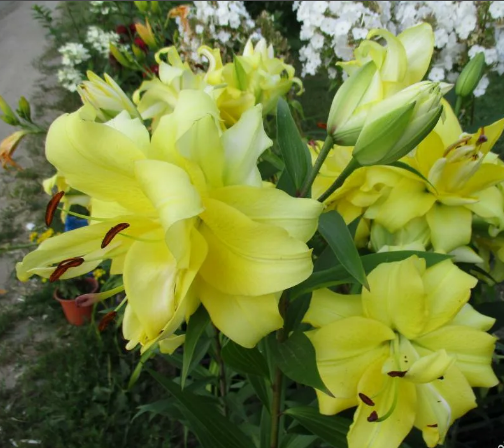 Лилия Экзотик Сан (Exotic Sun) ОТ-гибрид 20 - 22 3834